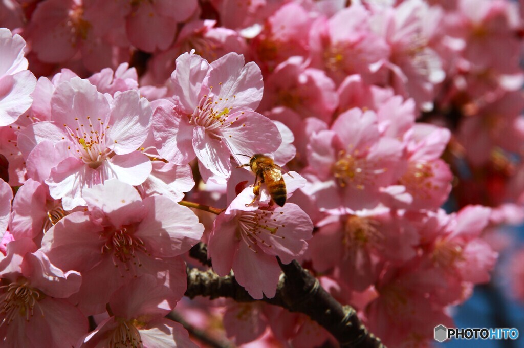 桜と蜜蜂