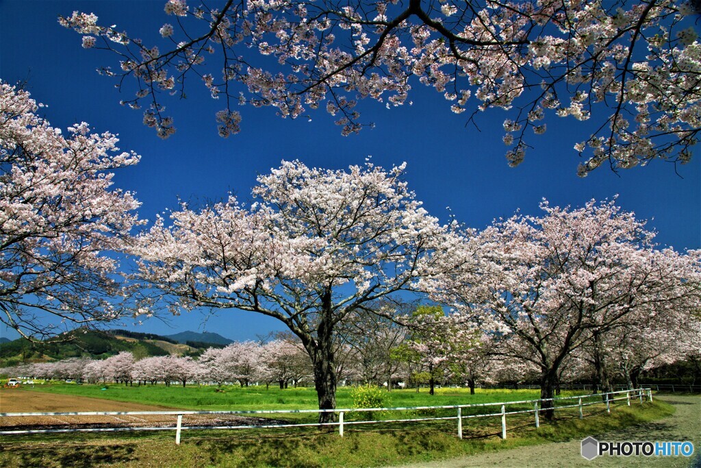 桜の馬場