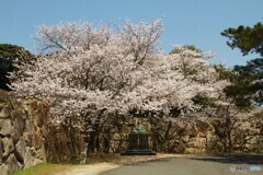 桜にご満悦