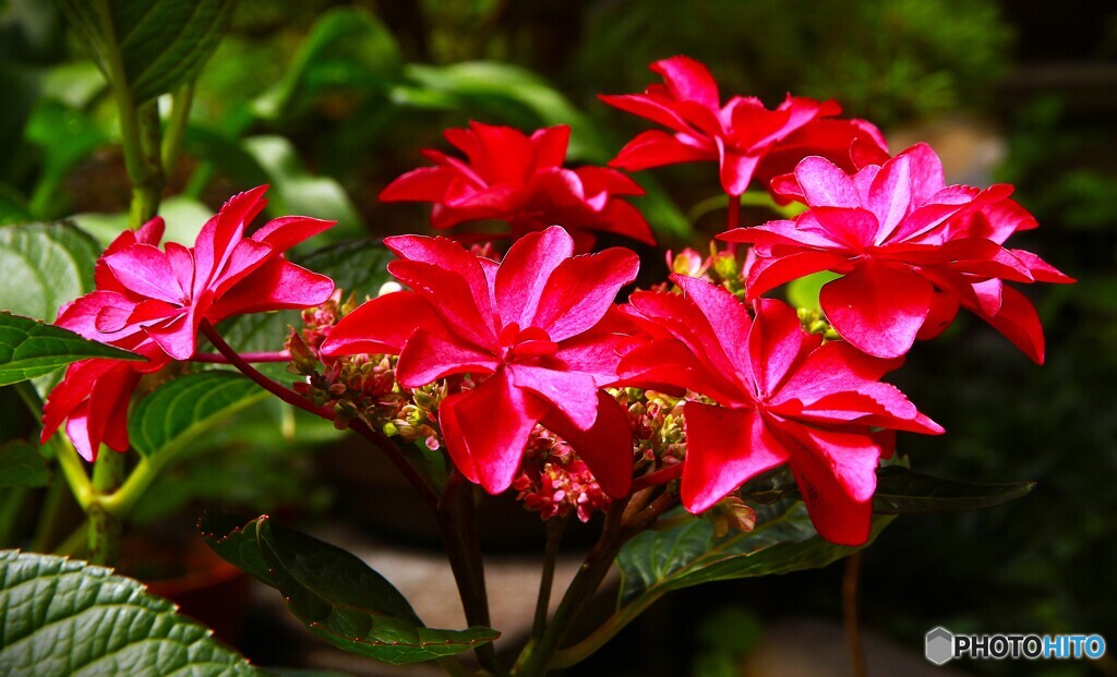 赤い紫陽花