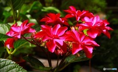 赤い紫陽花