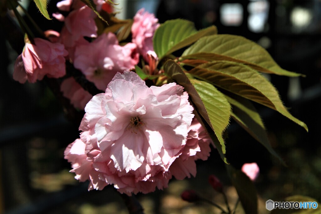 大阪造幣局の桜　Ⅲ