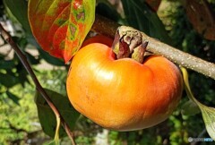 秋の味覚 秋の味覚