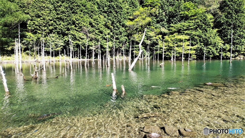 湖畔の白骨林