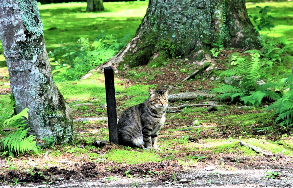 軽井沢の猫