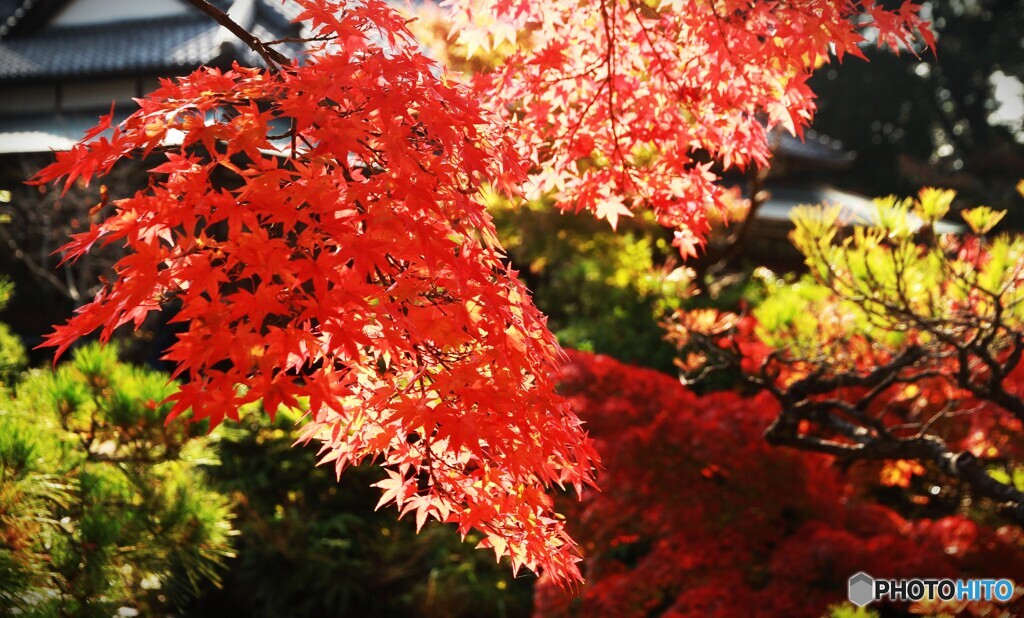 長府庭園の紅葉　⑥