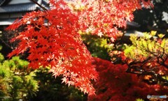 長府庭園の紅葉　⑥