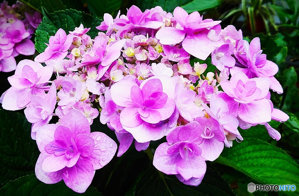 紫陽花