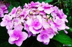 紫陽花