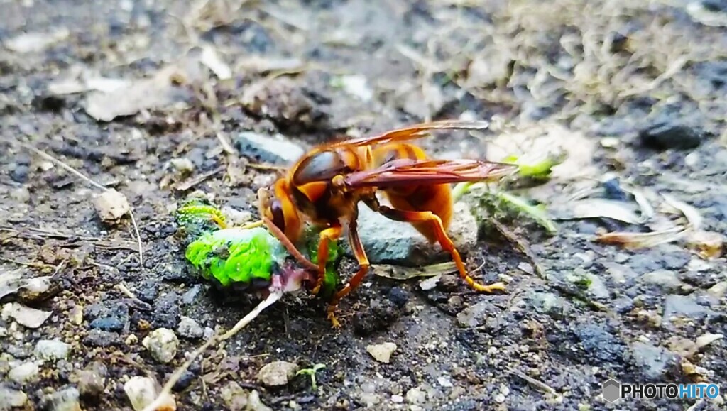 蜂の捕食