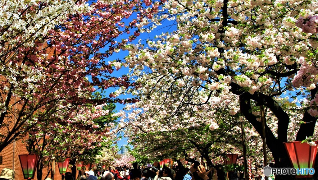 大阪造幣局　Ⅰ