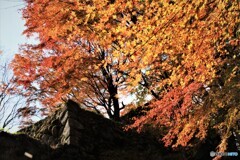 津和野城跡の紅葉　Ⅰ