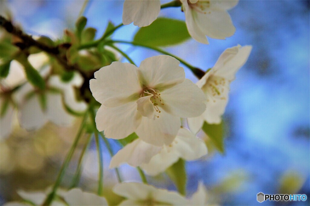 大阪造幣局の桜　Ⅰ