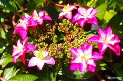 晴れた日の紫陽花