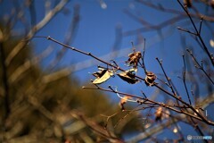芽吹く準備は出来たか？