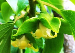 柿（雌花）