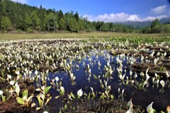 尾瀬の水芭蕉