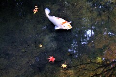 鯉も紅葉見物