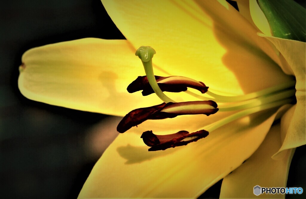 芳香の源