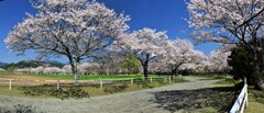 宮崎・綾町にて