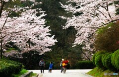 桜吹雪