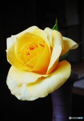 黄色いミニ薔薇