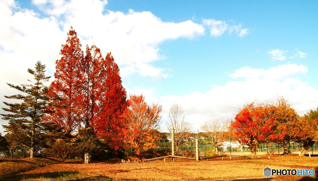 朝の公園