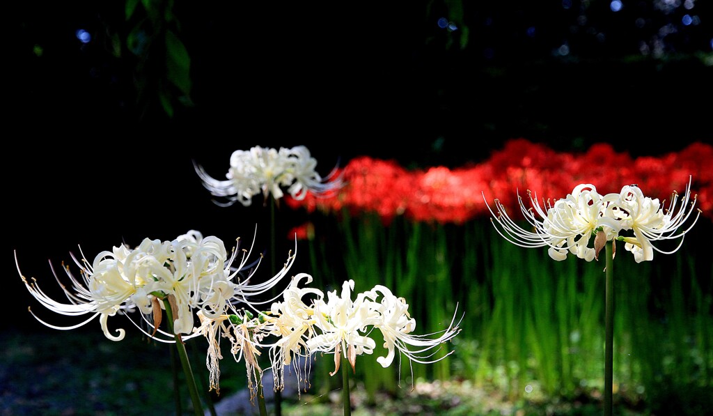 紅白の彼岸花