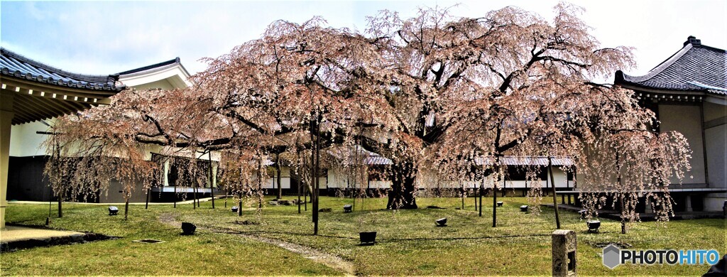 醍醐寺の桜