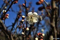 防府天満宮の白梅