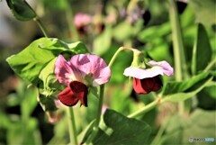 ツタンカーメンの花