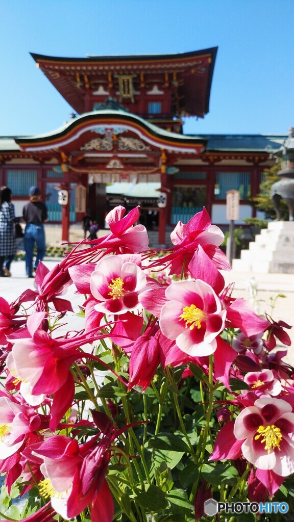 防府天満宮　桜門とオダマキソウ