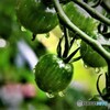 雨後のトマト