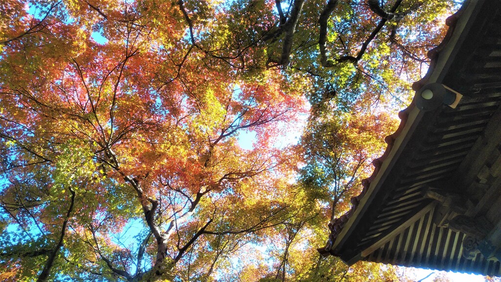 来迎寺にて