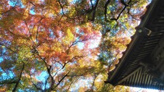 来迎寺にて