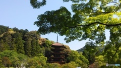 新緑を額縁にした瑠璃光寺の五重塔