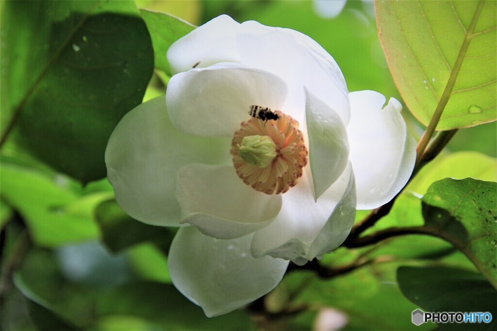 森の貴婦人　Ⅱ