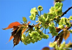 黄緑色の桜（御衣黄）Ⅰ