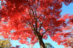 深入山麓の紅葉