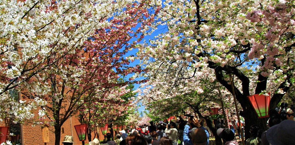 大阪造幣局・桜の通り抜け