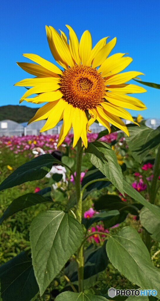 サンフラワー