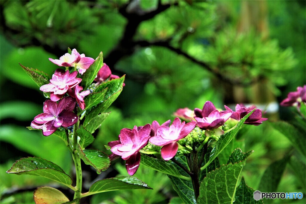 紫陽花　Ⅱ