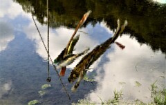 水鏡の鯉のぼり