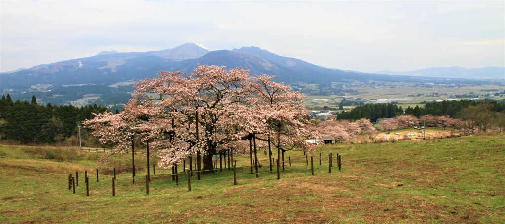 南阿蘇の観音桜