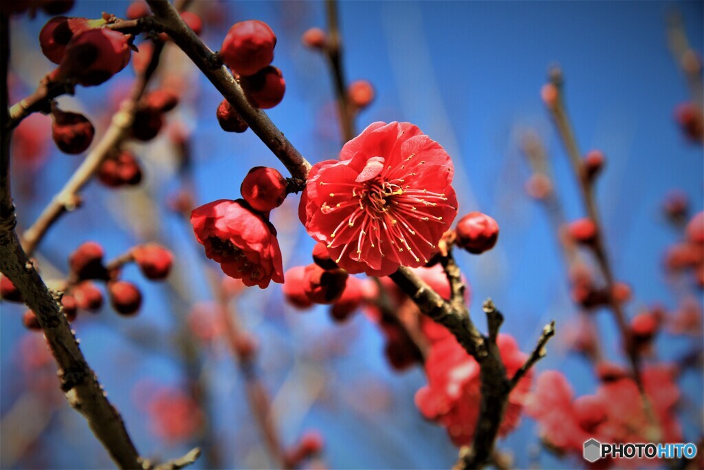 防府天満宮の紅梅