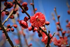 防府天満宮の紅梅
