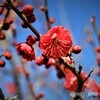 防府天満宮の紅梅