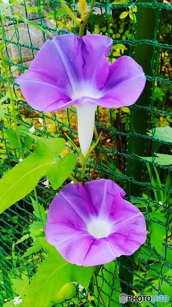 朝の顔