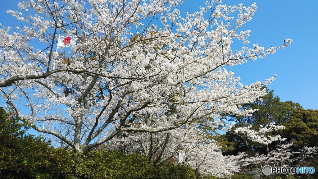 桜並木の参道