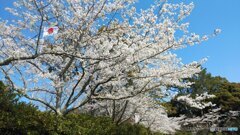 桜並木の参道